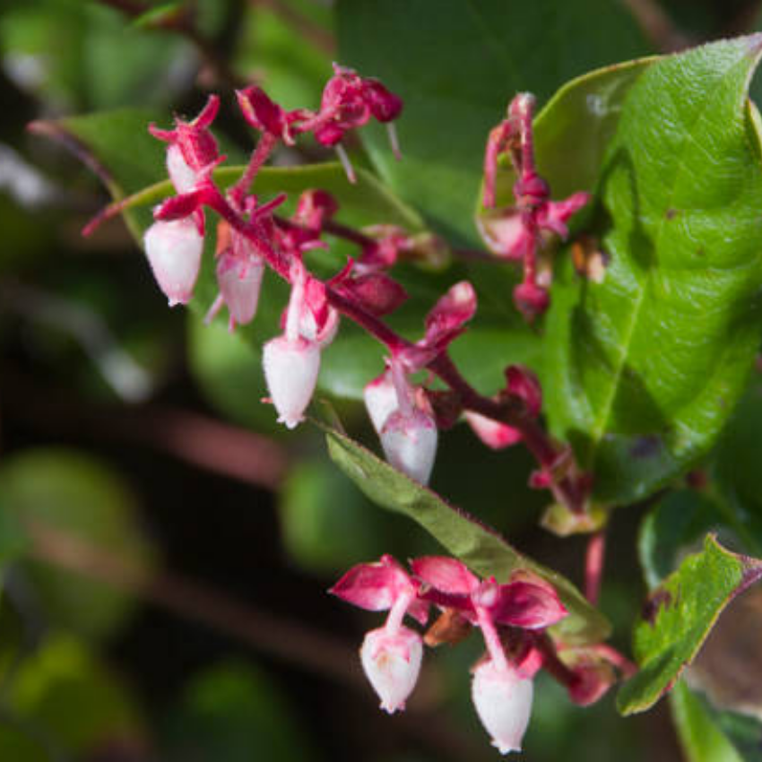 Salal Live Plants, 4 Inch Tall Bare Root Seedlings, Gaultheria Shallon Native Evergreen Shrub, Edible Berry Plant for Landscapes