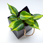 2 Heartleaf Philodendron Live Plant, 4 Inch Pot, Philodendron Cordatum Brasil, Indoor Trailing Plant for Home Office Decor, Bookcases and Easy Display