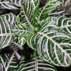 Zebra Aphelandra Plant in 4 Inch Pot, Aphelandra Squarrosa, Real Houseplant for Room & Office, Easy to Grow