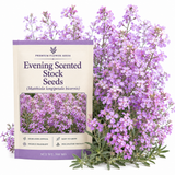 2500 Pcs Evening Scented Stock Seeds, Non-GMO Heirloom Fragrant Flowers, Low Maintenance Cold-Hardy Night Blooms for Yard Borders & Patios