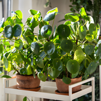 Pilea Peperomioides Plant Live in 6 Inch Pot, Chinese Money Plant Live for Planting, Compact Indoor Plant for Modern Home & Office Settings, Real Plants for Easy Indoor Gardening