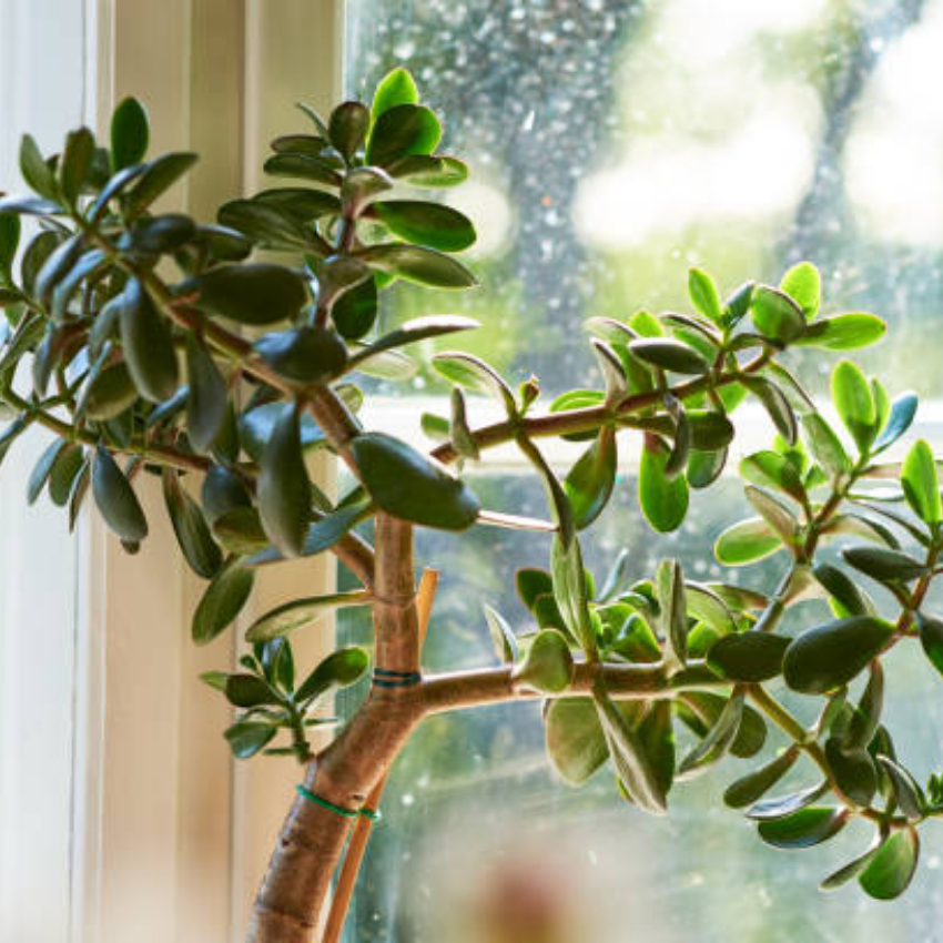 Jade Plant Live, Crassula Ovata in 2 Inch Pot, Air-Purifying, Low Maintenance, Perfect for Home and Office Décor, Easy Care Starter Plants