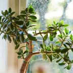 Jade Plant Live, Crassula Ovata in 2 Inch Pot, Air-Purifying, Low Maintenance, Perfect for Home and Office Décor, Easy Care Starter Plants