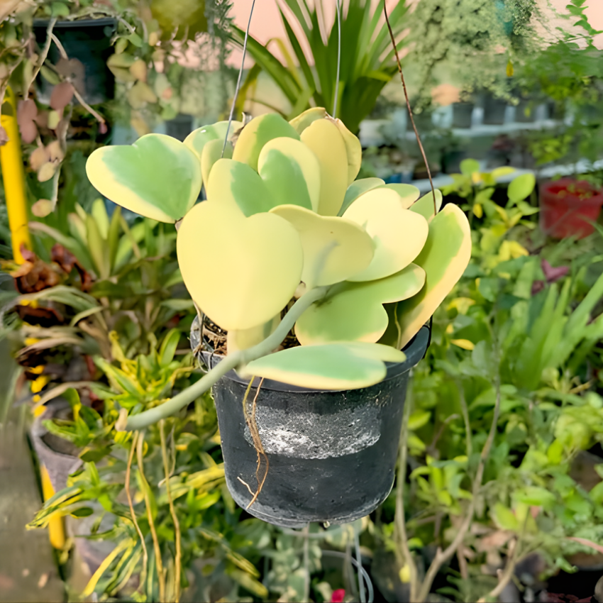 2 Variegated Hoya Heart Plant, 2 Inch Pot Size, Potted Indoor Plant, Small Decorative Plant for Bright Indoor Areas and Shelves