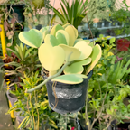 2 Variegated Hoya Heart Plant, 2 Inch Pot Size, Potted Indoor Plant, Small Decorative Plant for Bright Indoor Areas and Shelves
