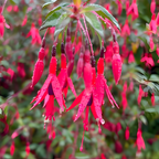 2 Fuchsia Plants Live, Dark Blue & Red Fuchsia, 6-12 Inch Tall, Blue Eye Variety, Trailing Flowering Plant, Ideal for Hanging Baskets
