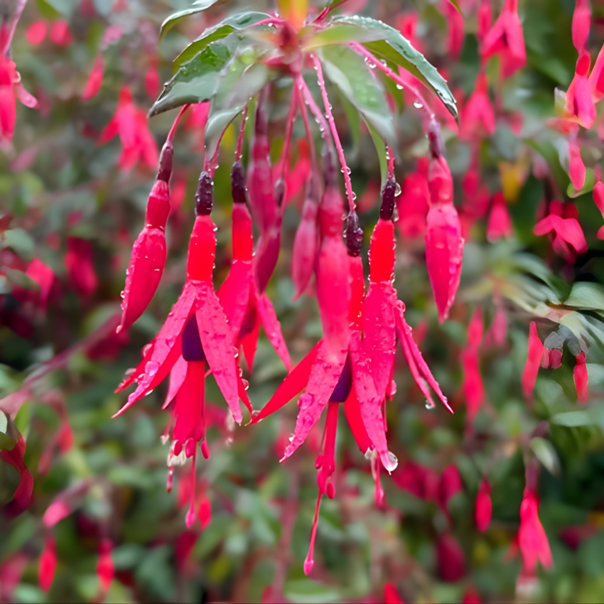2 Fuchsia Plants Live, Dark Blue & Red Fuchsia, 6-12 Inch Tall, Blue Eye Variety, Trailing Flowering Plant, Ideal for Hanging Baskets