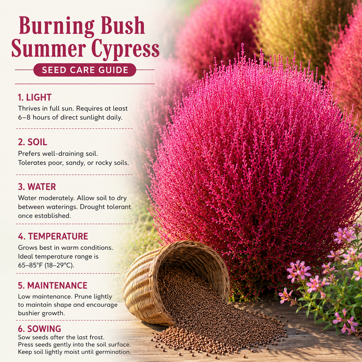 90 Pcs Burning Bush Plant Seeds, Summer Cypress, Non GMO, Easy to Grow, Red Foliage Shrub for Gardens & Landscaping