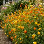 200 Bright Light Mix Sulphur Cosmos Seeds, Heirloom, Hardy, Drought Tolerant Native Summer Flower, for Tough Soil Gardens and Sunny Borders