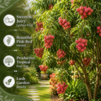 Sweetheart Lychee Tree Plant | 3 Gallon Pot | 3 Foot Tall Live Tropical Fruit Plant | Low Maintenance Everbearing Fruit Tree (No Ship to CA,HI,AK)