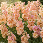 50 Katz Apricot Stock Seeds, Non-GMO Matthiola incana Seeds, Fragrant Apricot Peach Double Blooms, Ideal for Gardens, Borders & Accents