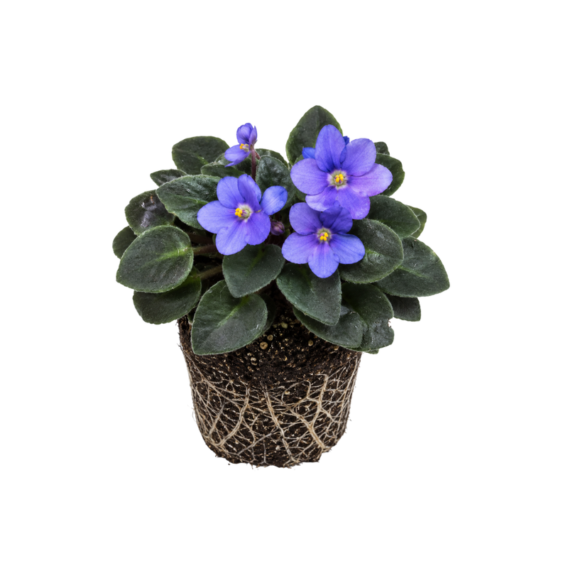 Blue African Violets Live Plant Bare Root, Easy Care Violets Plant Live, Low Light Flowering Houseplant, Ideal for Indoor Decoration & Window Sill Garden