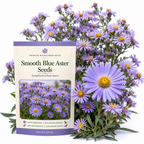 500 Pcs Blue Aster Seeds for Planting Outdoors, Non-GMO Heirloom Perennial Flower Seeds, Cold-Hardy Lavender Blue Blooms for Yard Borders