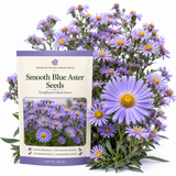 500 Pcs Blue Aster Seeds for Planting Outdoors, Non-GMO Heirloom Perennial Flower Seeds, Cold-Hardy Lavender Blue Blooms for Yard Borders