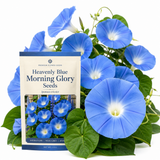 50 Pcs Morning Glory Seeds for Planting, Non-GMO Heirloom Heavenly Blue Seeds, Low Maintenance Sky Blue Blooms for Trellises & Fences