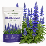100 Pcs Blue Sage Seeds for Planting Outdoors, Non-GMO Heirloom Perennial Herb Seeds, Low Maintenance Blue Flower for Yard Borders