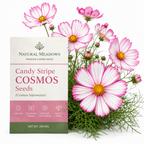 60 Pcs Candystripe Cosmos Seeds for Planting, Non-GMO Heirloom Pink & White Striped Flowers, Low Maintenance Blooms for Yard Borders