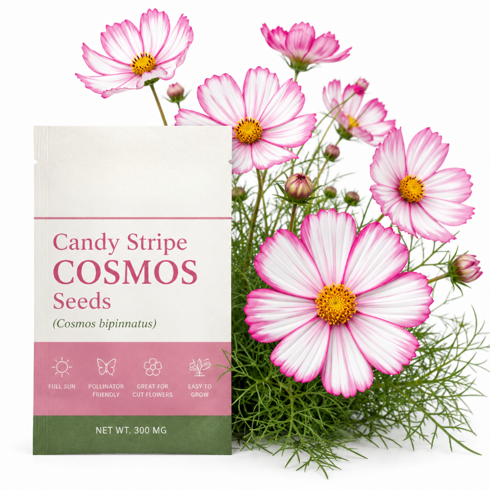 60 Pcs Candystripe Cosmos Seeds for Planting, Non-GMO Heirloom Pink & White Striped Flowers, Low Maintenance Blooms for Yard Borders