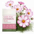 60 Pcs Candystripe Cosmos Seeds for Planting, Non-GMO Heirloom Pink & White Striped Flowers, Low Maintenance Blooms for Yard Borders
