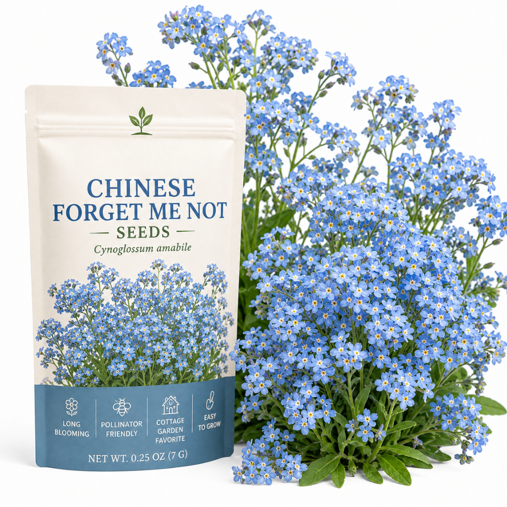 150 Pcs Chinese Forget Me Not Seeds for Planting Outdoors, Non-GMO Heirloom Blue Flowers, Low Maintenance Vigorous Blooms for Stunning Yard Borders