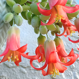 Cotyledon Pendens Succulent Plant Live | 4 Inch Pot Rare Trailing Variety Houseplant for Indoor Growing and Collections