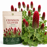 1000 Pcs Crimson Clover Seeds for Planting Outdoors, Non-GMO Heirloom Ground Cover, Cold-Hardy Red Blooms for Yard Borders & Landscapes