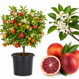 Fresh Blood Oranges Live Plants | 1 Gallon Live Citrus Plant | Hardy Easy-Grow Edible Fruit Tree for Home Gardens & Patios (No Ship to CA,HI,AK)