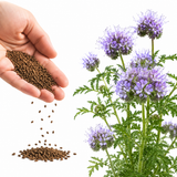300 Pcs Lacy Phacelia Seeds (Phacelia tanacetifolia), Non GMO, Fast Growing Wildflower Seeds for Outdoor Gardens