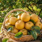 (No Ship to CA, HI, AK) Live Korean Giant Asian Pear Tree Plant | 3 Gallon Pot | 30-36 Inches Tall Fruit Tree | Cold-Hardy Variety | Well-Rooted Plant