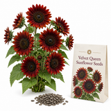25 Velvet Queen Sunflower Seeds, Non-GMO Helianthus annuus Seeds, Easy Care, Vibrant Tall Multi-Branching Dark Red Velvet Flower for Cut Garden