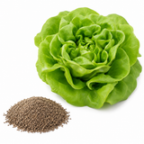 500 Buttercrunch Lettuce Seeds, Non GMO Vegetable Seeds, Fast Growing, High-Yield Tender Leafy Greens, for Fresh Salads & Outdoor Planting