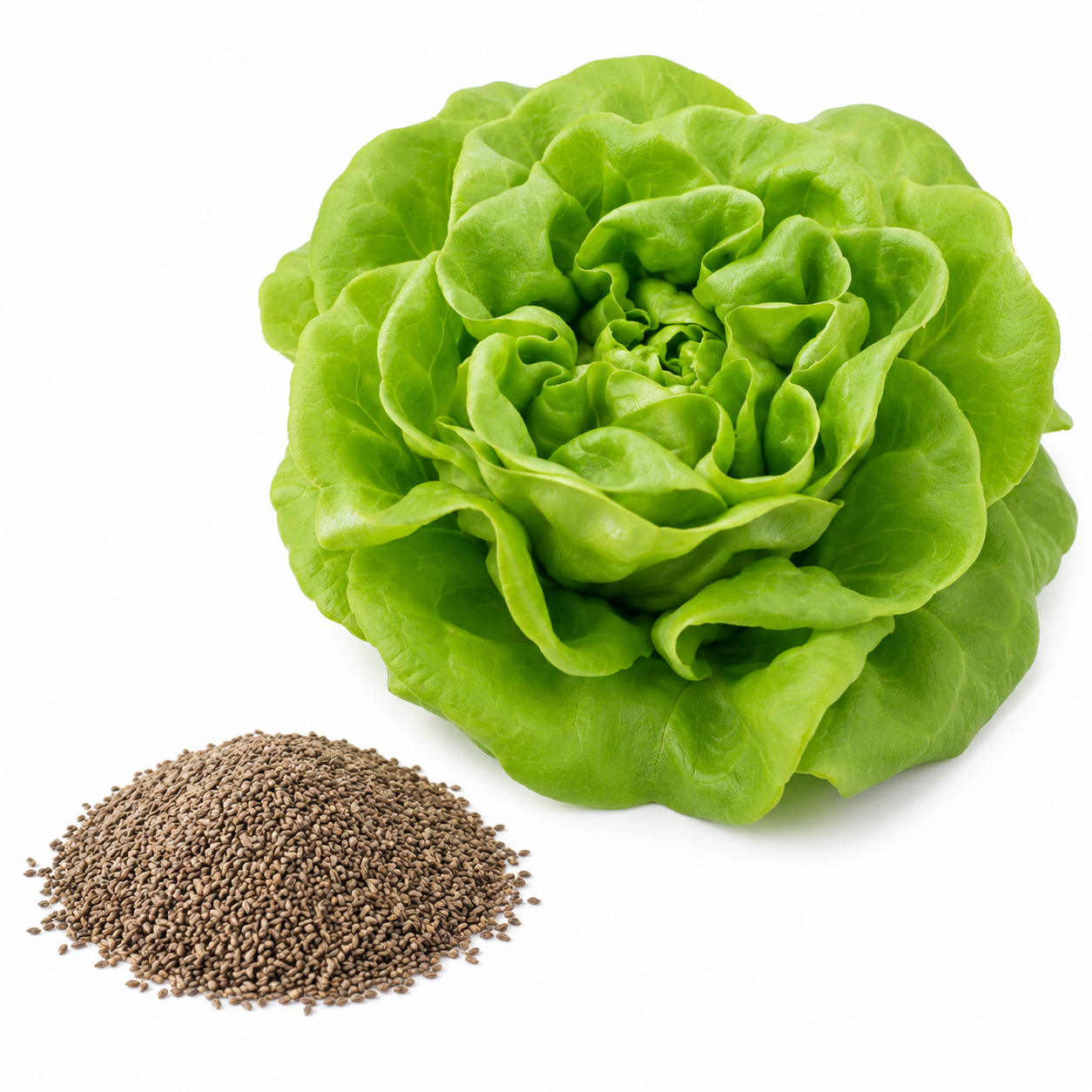 500 Buttercrunch Lettuce Seeds, Non GMO Vegetable Seeds, Fast Growing, High-Yield Tender Leafy Greens, for Fresh Salads & Outdoor Planting