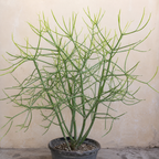 Variegated Pencil Plant Live | Pencil Cactus Live Plant in 4 Inch Pot | Cactus Pencils Succulent | Live Cactus Plants Indoor for Shelves & Desks