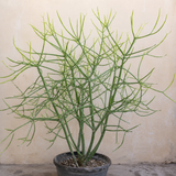 Variegated Pencil Plant Live | Pencil Cactus Live Plant in 4 Inch Pot | Cactus Pencils Succulent | Live Cactus Plants Indoor for Shelves & Desks