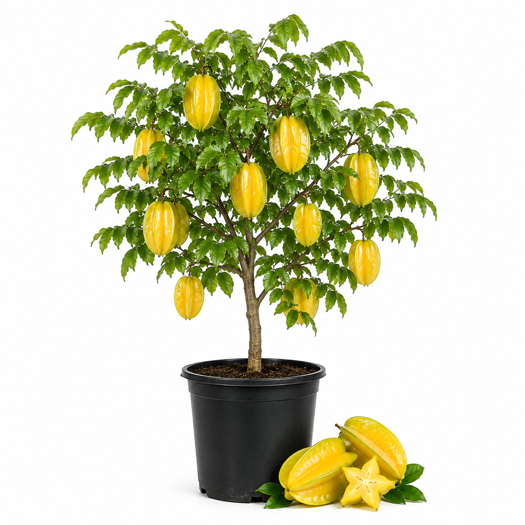 Starfruit Tree Live Plant in 3 Gallon Pot | 30-36 Inches Tall | Tropical Fruit Tree Ready to Plant | Established Edible Fruit Plant for Backyard (No Ship to CA,HI,AK)