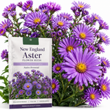 300 Pcs New England Aster Seeds for Planting Outdoors, Non-GMO Heirloom Perennial Flowers, Low Maintenance Purple & Pink Blooms for Fall Yard Borders