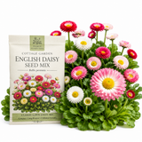 300 Pcs English Daisy Seeds Mix for Planting Outdoors, Non-GMO Heirloom Bellis Perennis, Low Maintenance Button Blooms for Spring Yard Borders