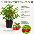 Surinam Cherry Live Plant | 2.5–3 Ft Cherry Tree | Well Rooted | Sweet-Tart Small Fruit Tree for Patio, Garden, or Container (No Ship to CA,HI,AK)