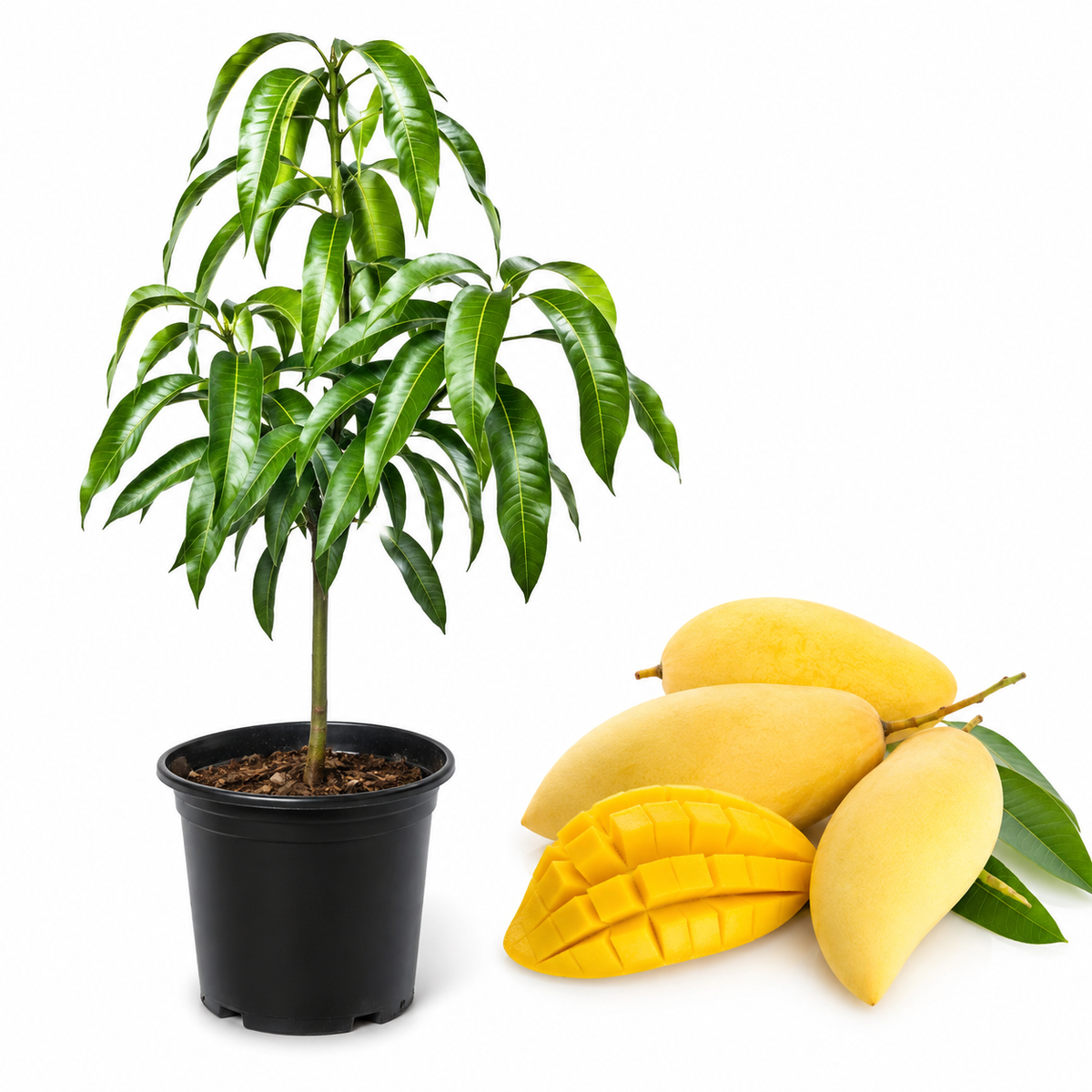 Mango Trees Live Plants | 2.5–3 Ft Tropical Mango Variety | Fresh, Juicy Mango Fruit Tree for Yard & Patio (No Ship to CA,HI,AK)