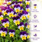 360 Helen Mount Johnny Jump Up Seeds (Viola cornuta), Non GMO, Easy to Grow Perennial, Vibrant Tri-Color Edible Flowers Seeds, for Borders & Gardens