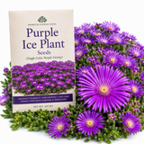 200 Pcs Ice Plant Seeds for Planting Outdoors, Non-GMO Heirloom Wildflower, Low Maintenance Pink Blooms for Rock Gardens