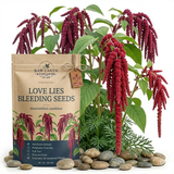 300 Pcs Love Lies Bleeding Amaranth Seeds for Planting Outdoors, Non-GMO Heirloom Flowers, Low Maintenance Red Cascading Blooms for Yard Borders