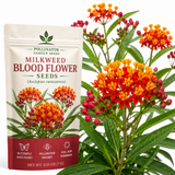 50 Pcs Blood Flower Milkweed Seeds for Planting Outdoors, Non-GMO Heirloom Tall Plants, Low Maintenance Red & Orange Blooms for Yard Borders