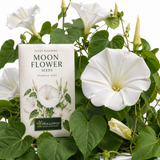 15 Pcs Moonflower Seeds, High Germination Climbing Vines for Planting, Low Maintenance Striking White Evening Blooms for Sunlit Gardens