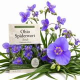 100 Pcs Ohio Spiderwort Seeds for Planting Outdoors, Non-GMO Heirloom Perennial Flowers, Low Maintenance Blue Blooms for Yard Borders
