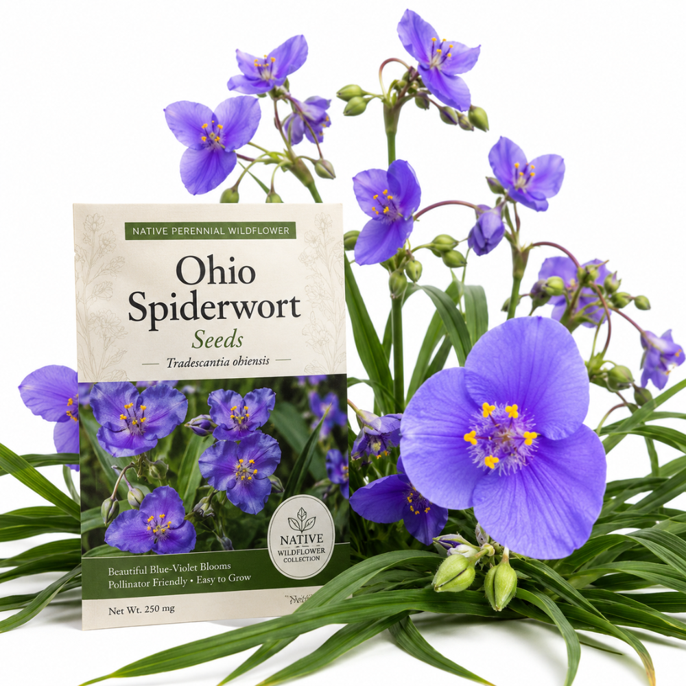 100 Pcs Ohio Spiderwort Seeds for Planting Outdoors, Non-GMO Heirloom Perennial Flowers, Low Maintenance Blue Blooms for Yard Borders
