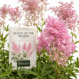 25 Pcs Queen of the Prairie Seeds for Planting Outdoors, Non-GMO Heirloom Perennial Seeds, Striking Feathery Pink Blooms for Yard Borders