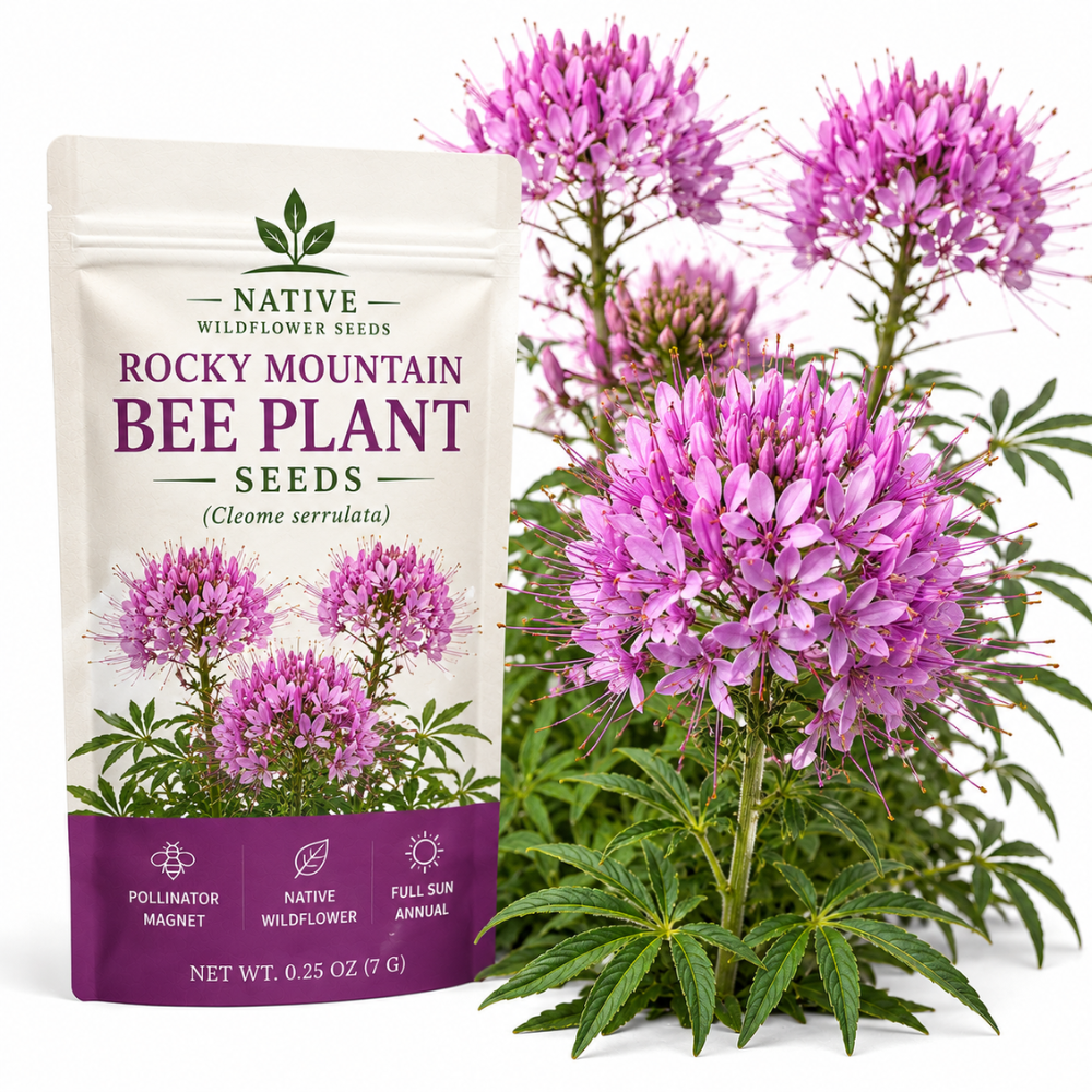 50 Pcs Rocky Mountain Bee Plant Seeds for Planting Outdoors, Non-GMO Heirloom Tall Flower Seeds, Low Maintenance Pink Blooms for Yard Borders