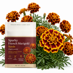 300 Pcs Sparky French Marigold Seeds for Planting Outdoor, Non-GMO Heirloom Wavy Double Flowers, Low Maintenance Orange & Gold Blooms for Yard Borders