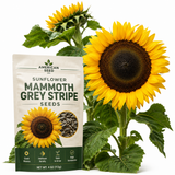 15 Mammoth Sunflower Seeds to Plant, Vigorous Non-GMO Heirloom Giant Flower Seeds, Sturdy Tall Stalks & Striking Large Yellow Blooms for Sunlit Yards